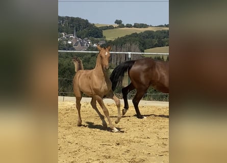 German Riding Pony, Stallion, 1 year, Dun