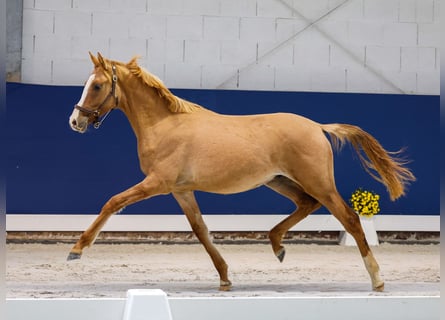 German Riding Pony, Stallion, 1 year, Dun