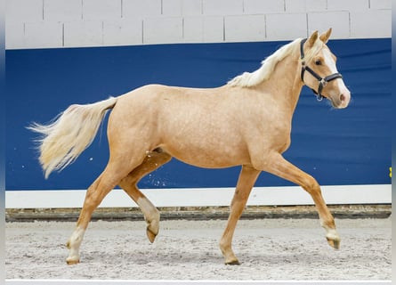 German Riding Pony, Stallion, 1 year, Palomino