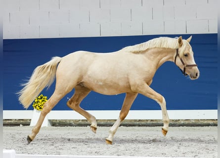 German Riding Pony, Stallion, 1 year, Palomino