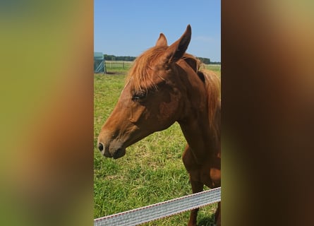German Riding Pony, Stallion, 1 year