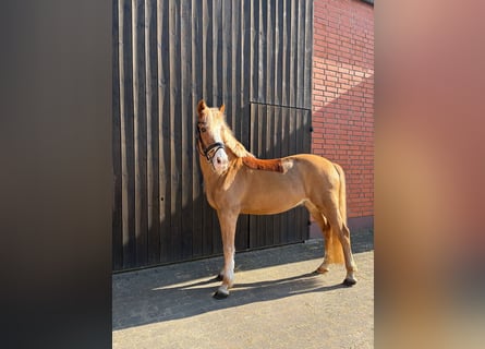 German Riding Pony, Stallion, 22 years, 14,2 hh, Chestnut-Red