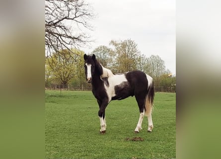 German Riding Pony, Stallion, 2 years, 12.2 hh, Pinto
