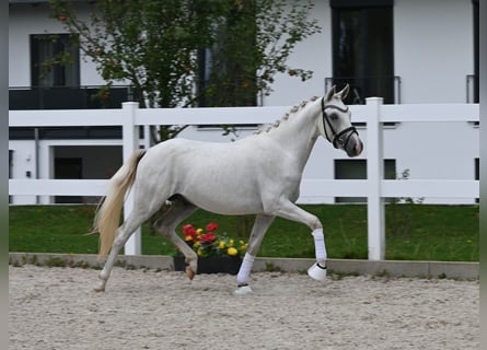 German Riding Pony, Stallion, 2 years, 13.3 hh, Grey
