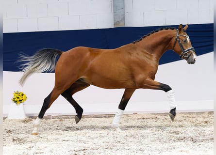 German Riding Pony, Stallion, 2 years, 13,2 hh, Brown