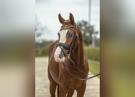 Deutsches Reitpony, Hengst, 2 Jahre, 14,1 hh, Fuchs