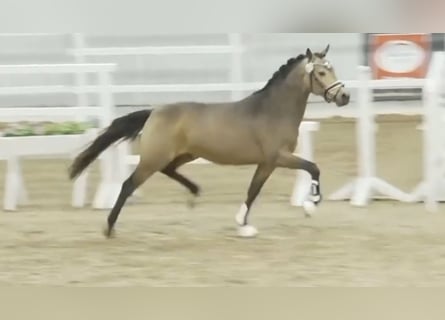 German Riding Pony, Stallion, 2 years, 14,1 hh, Dun