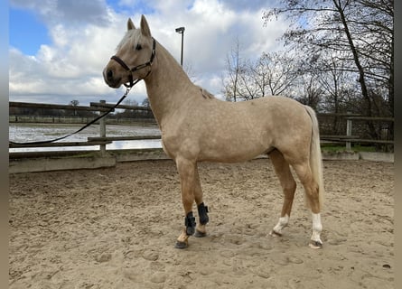 German Riding Pony, Stallion, 2 years, 14.1 hh, Palomino