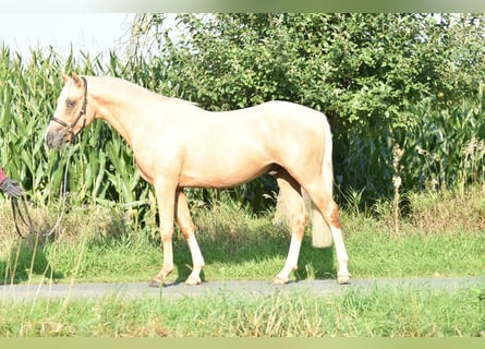 German Riding Pony, Stallion, 2 years, 14,1 hh, Palomino