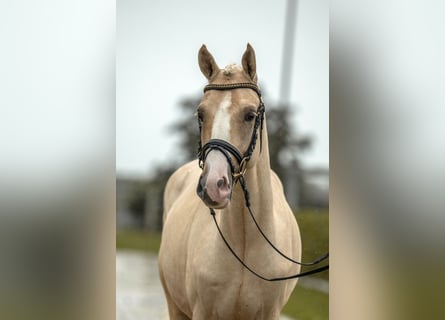 Deutsches Reitpony, Hengst, 2 Jahre, 14,1 hh, Palomino