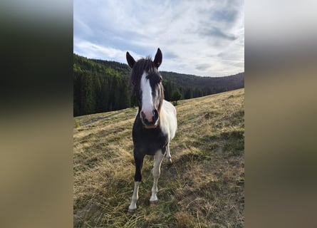 German Riding Pony Mix, Stallion, 2 years, 14.1 hh, Pinto