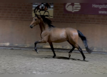 German Riding Pony, Stallion, 2 years, 14,2 hh, Brown