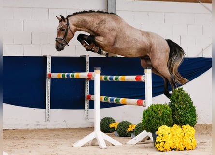 German Riding Pony, Stallion, 2 years, 14.2 hh, Grey-Red-Tan