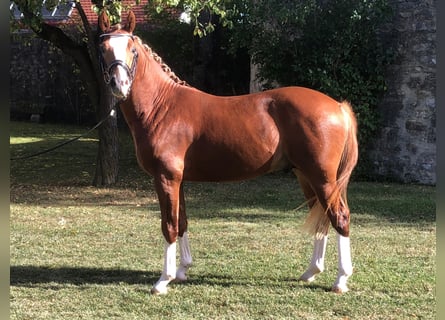 German Riding Pony, Stallion, 2 years, 14 hh, Chestnut-Red