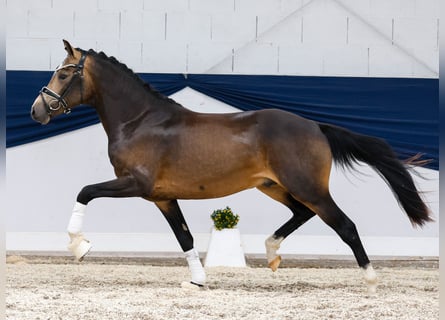 German Riding Pony, Stallion, 2 years, 14 hh, Dun