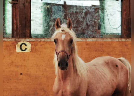 German Riding Pony, Stallion, 2 years, 14 hh, Palomino