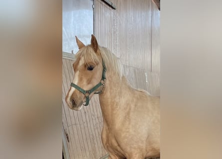 German Riding Pony, Stallion, 2 years, 14 hh, Palomino