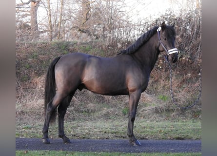 German Riding Pony, Stallion, 2 years, 14,1 hh, Black