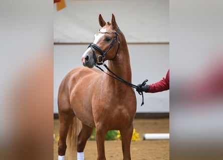 German Riding Pony, Stallion, 2 years, 14,1 hh, Chestnut-Red