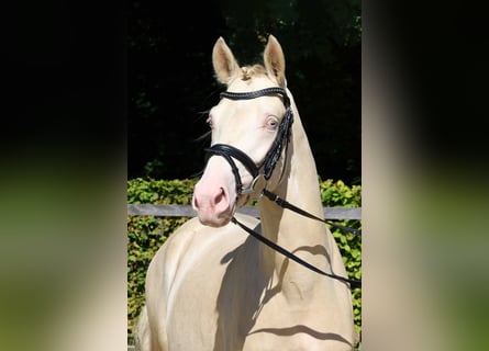 German Riding Pony, Stallion, 2 years, 14,1 hh, Cremello