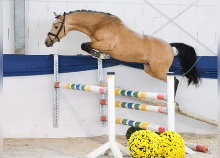 German Riding Pony, Stallion, 2 years, 14,1 hh, Dun