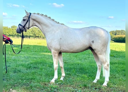 German Riding Pony, Stallion, 2 years, 14,1 hh, Palomino