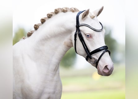 German Riding Pony, Stallion, 2 years, 14,1 hh, Perlino