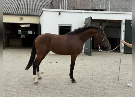 German Riding Pony, Stallion, 2 years, 14,2 hh, Brown