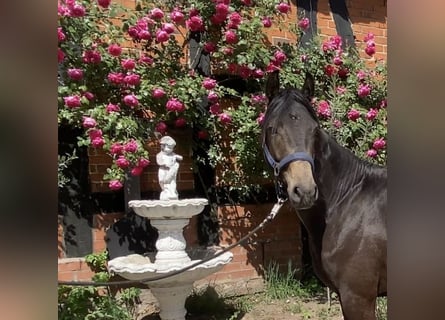 German Riding Pony, Stallion, 2 years, 14,2 hh, Buckskin