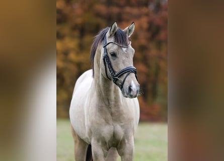 German Riding Pony, Stallion, 2 years, 14,2 hh