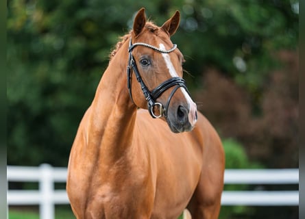 German Riding Pony, Stallion, 2 years, 14,3 hh, Chestnut-Red