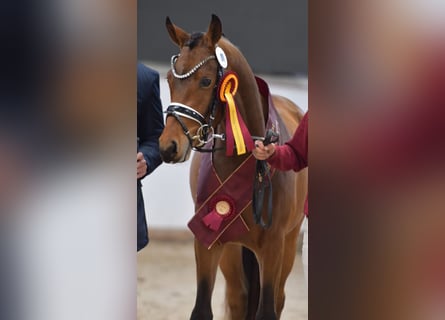 German Riding Pony, Stallion, 2 years, 15 hh, Brown