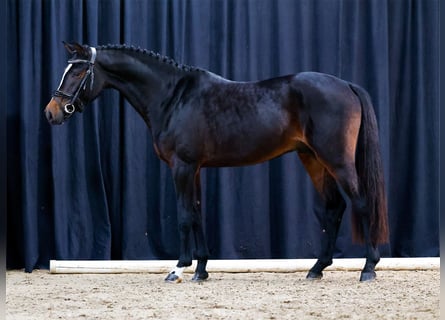 Deutsches Reitpony, Hengst, 2 Jahre, Dunkelbrauner