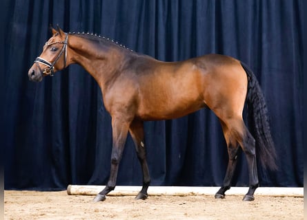 German Riding Pony, Stallion, 2 years, Brown