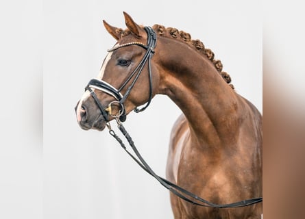 German Riding Pony, Stallion, 2 years, Chestnut