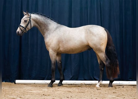 German Riding Pony, Stallion, 2 years, Dun