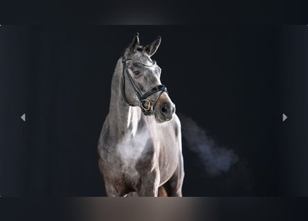 German Riding Pony, Stallion, 2 years, Grey-Dark-Tan