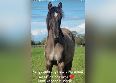 German Riding Pony, Stallion, 2 years, Grullo