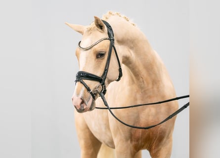 German Riding Pony, Stallion, 2 years, Palomino
