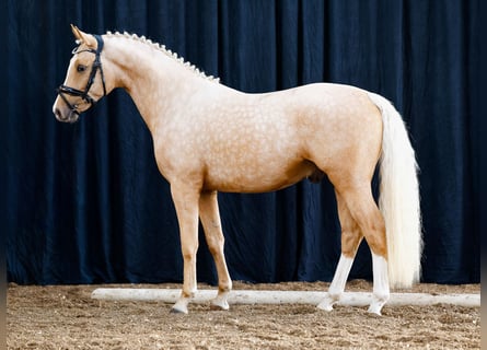 German Riding Pony, Stallion, 2 years, Palomino