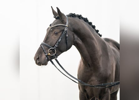 German Riding Pony, Stallion, 2 years, Smoky-Black