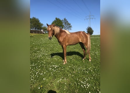 German Riding Pony, Stallion, 3 years, 13 hh, Chestnut-Red