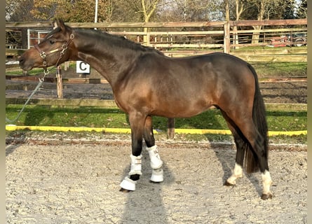 German Riding Pony, Stallion, 3 years, 14.1 hh, Bay-Dark