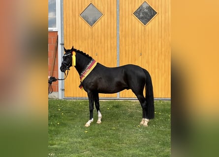 German Riding Pony, Stallion, 3 years, 14.1 hh, Black