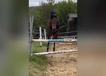 German Riding Pony, Stallion, 3 years, 14.1 hh, Brown