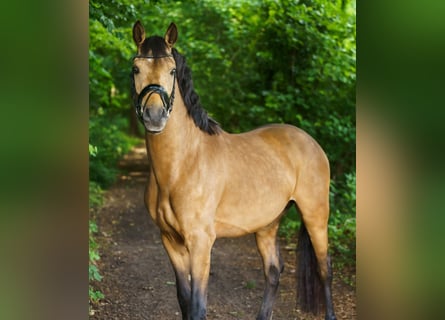 German Riding Pony, Stallion, 3 years, 14.1 hh, Buckskin German Riding Pony, Stallion, 3 years, 14.1 hh, Buckskin