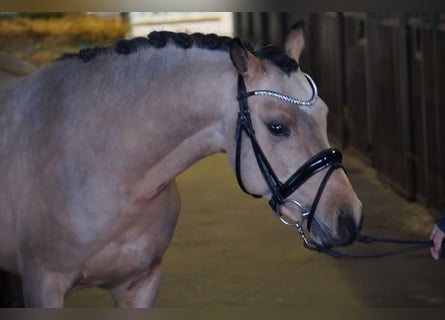 German Riding Pony, Stallion, 3 years, 14.1 hh, Buckskin