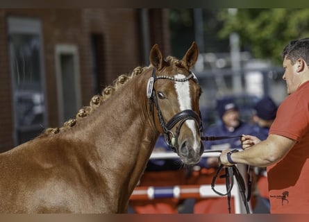 German Riding Pony, Stallion, 3 years, 14.1 hh, Chestnut-Red