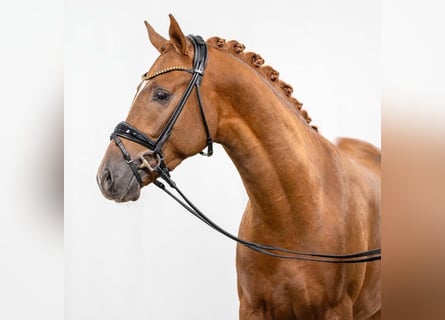 German Riding Pony, Stallion, 3 years, 14.1 hh, Chestnut-Red