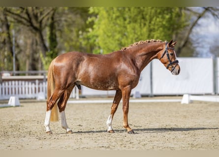 German Riding Pony, Stallion, 3 years, 14.1 hh, Chestnut-Red